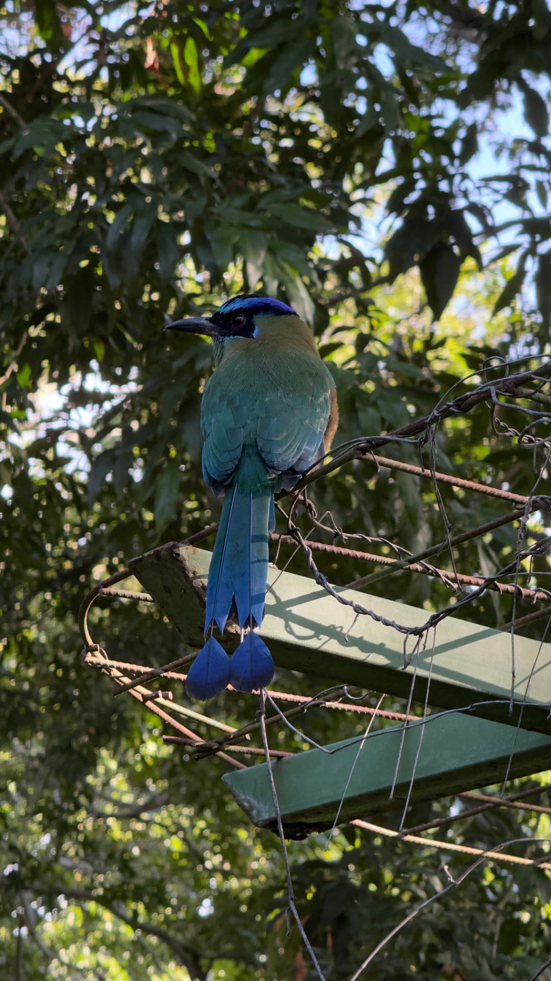 001 Lessons Motmot in de tuin van het hotel