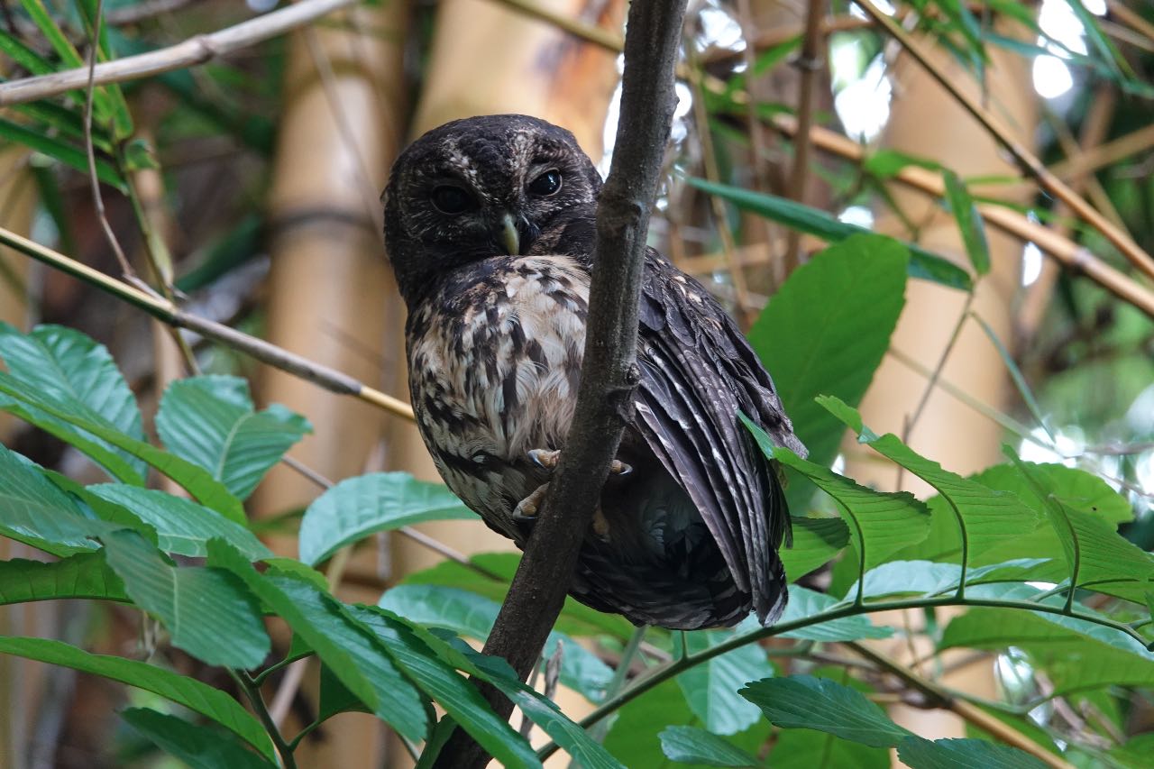 Mottled Owl
