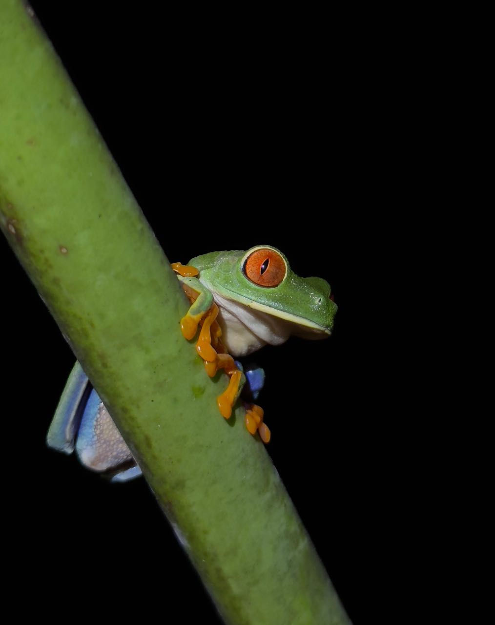 Red eye tree frog